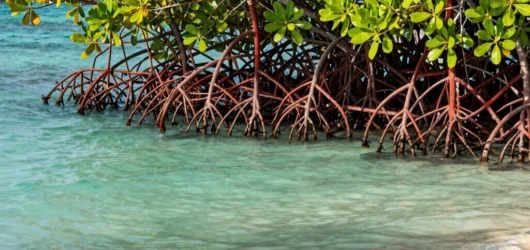 How Mangrove Restoration Protects Shorelines Across the Caribbean Basin