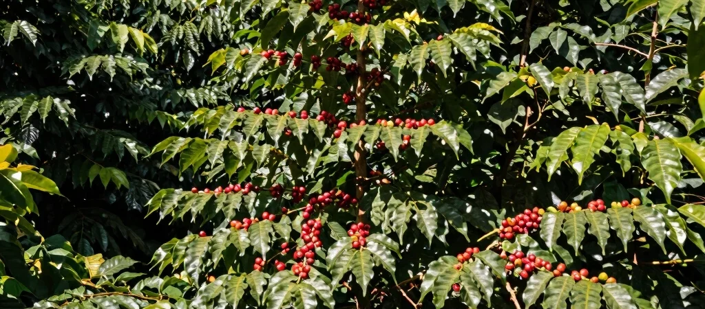 The Hidden Network of Shade-Grown Coffee and Migratory Songbirds