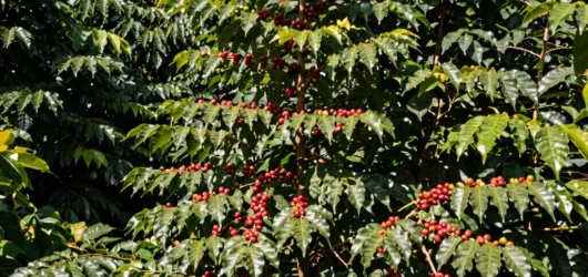 The Hidden Network of Shade-Grown Coffee and Migratory Songbirds